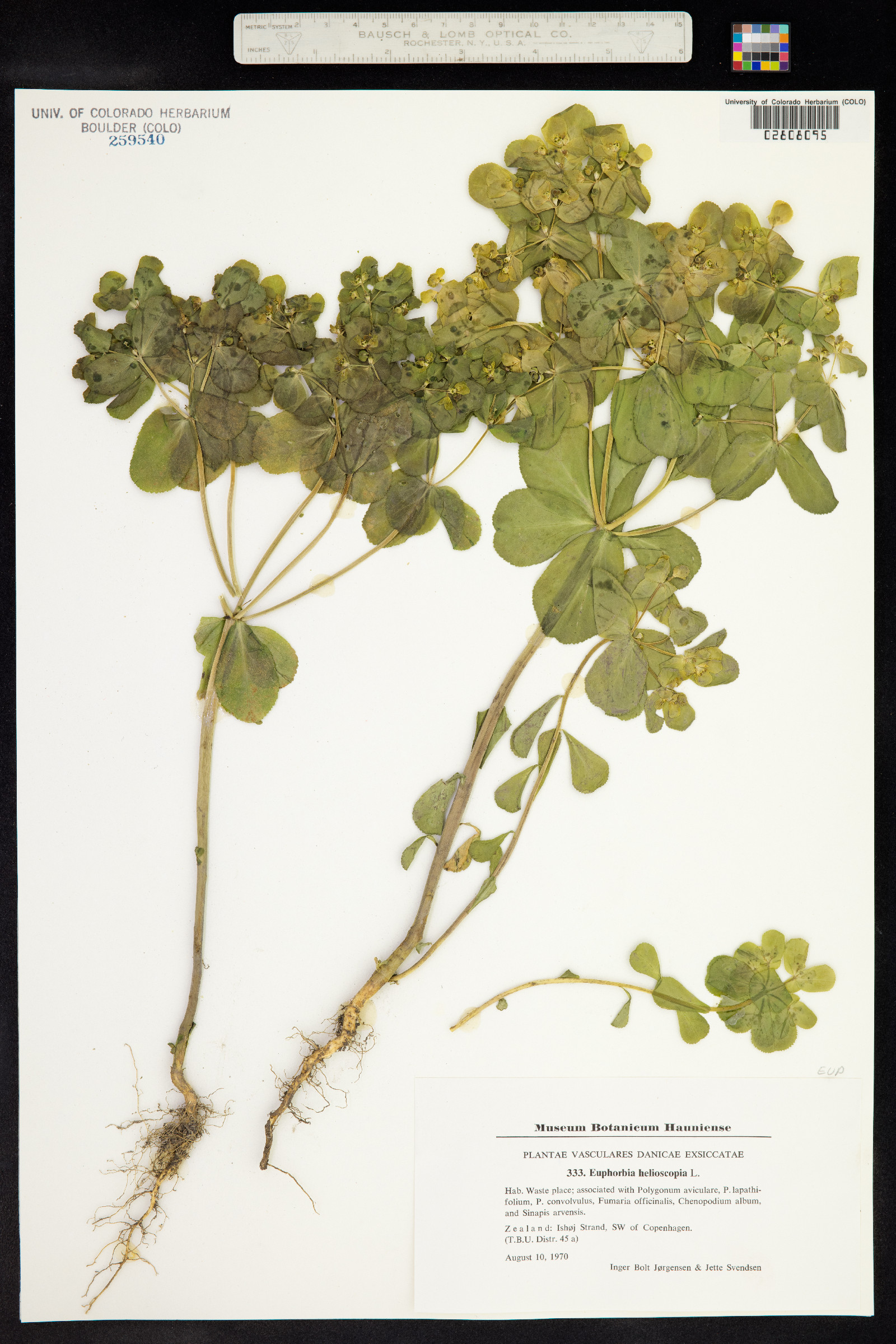 Euphorbia helioscopia image