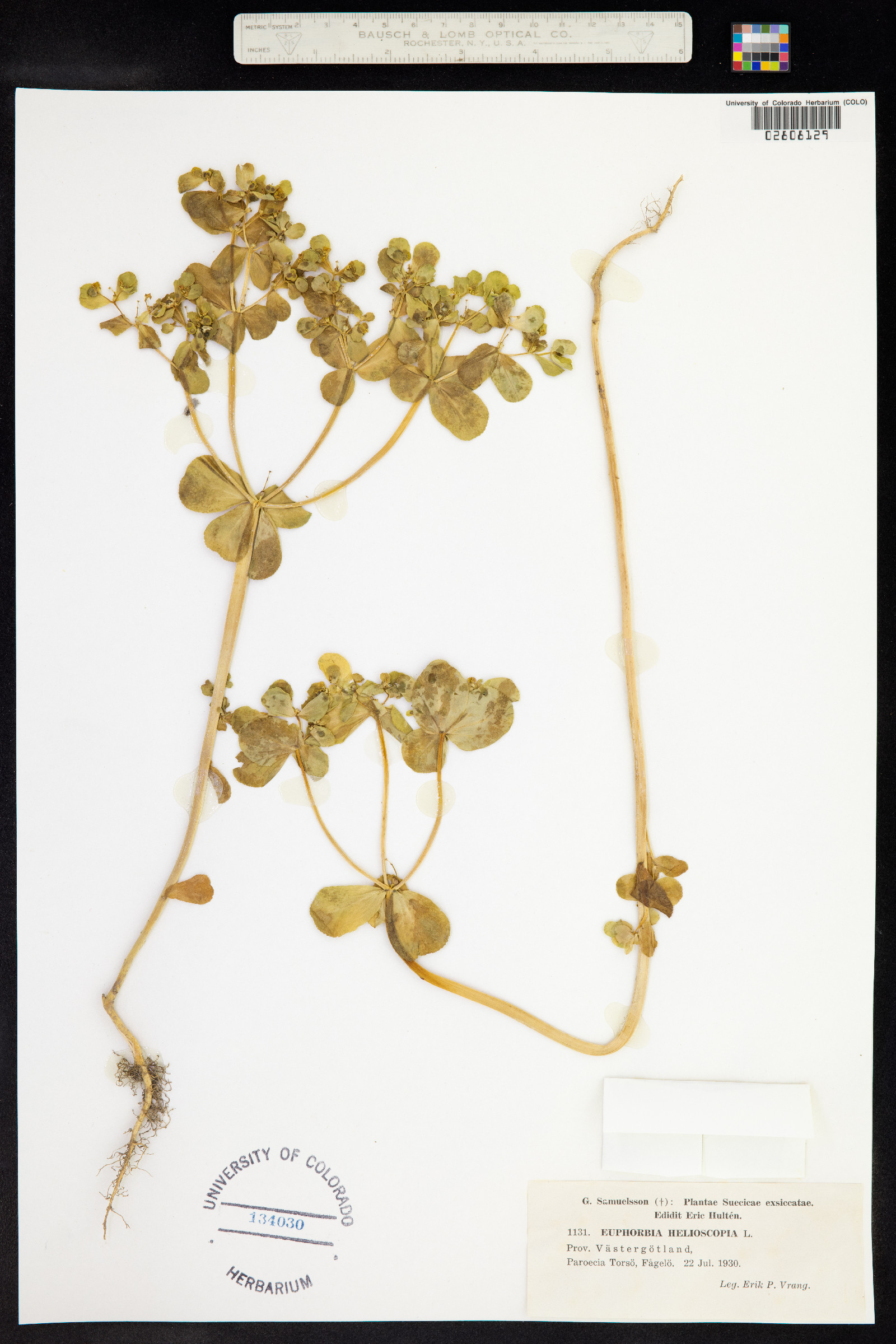 Euphorbia helioscopia image