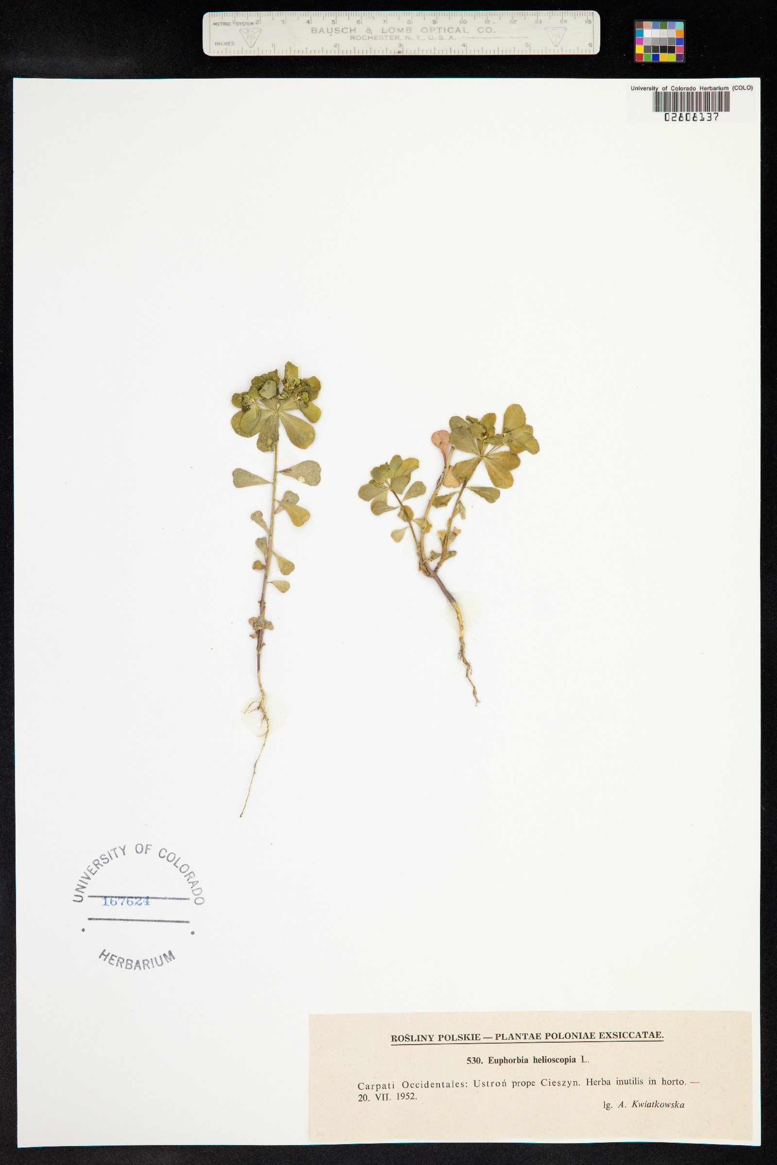 Euphorbia helioscopia image