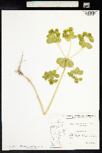 Euphorbia helioscopia image