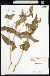 Image of Euphorbia lathyris