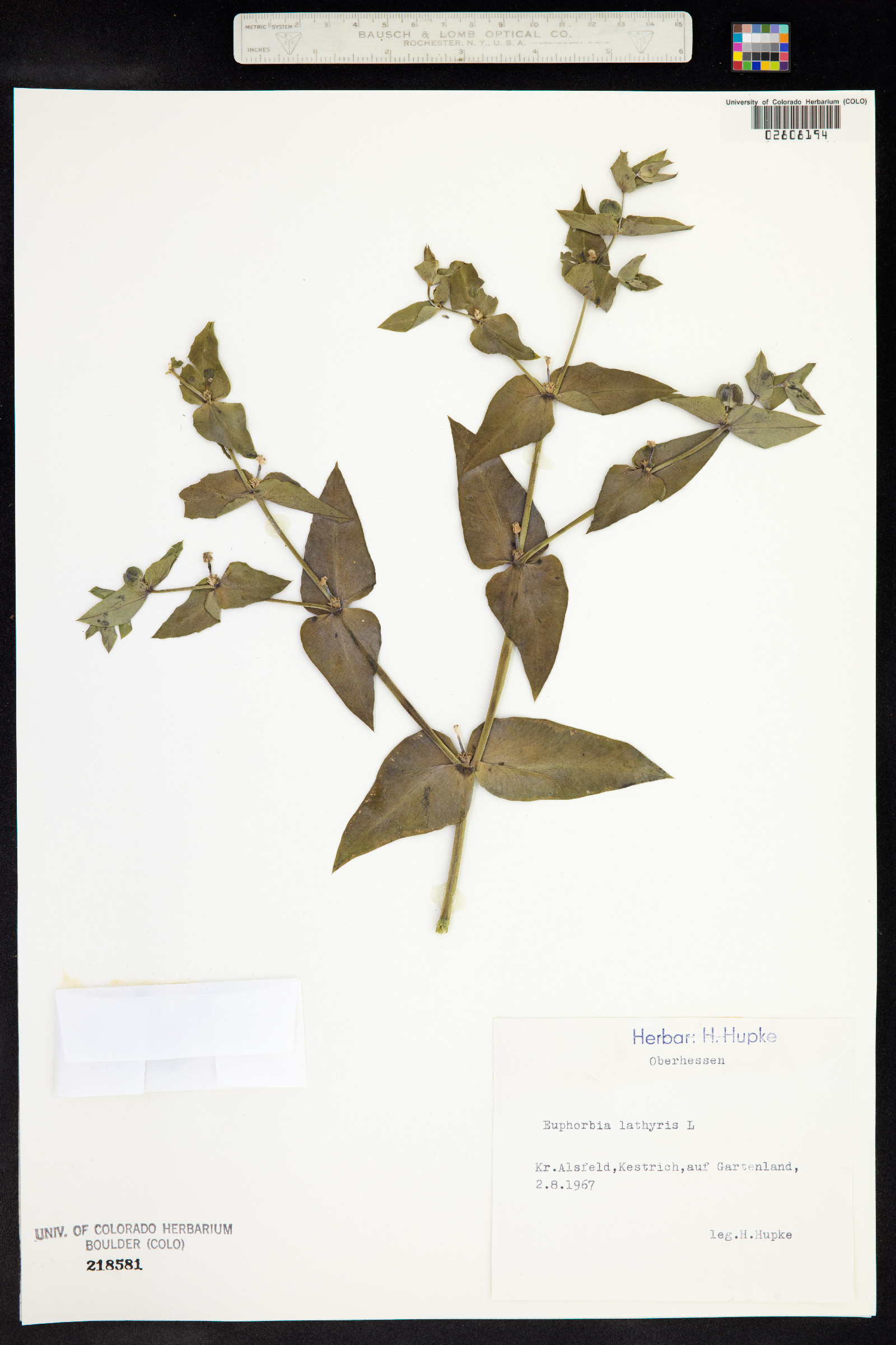 Euphorbia lathyris image