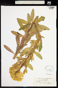 Image of Euphorbia palustris