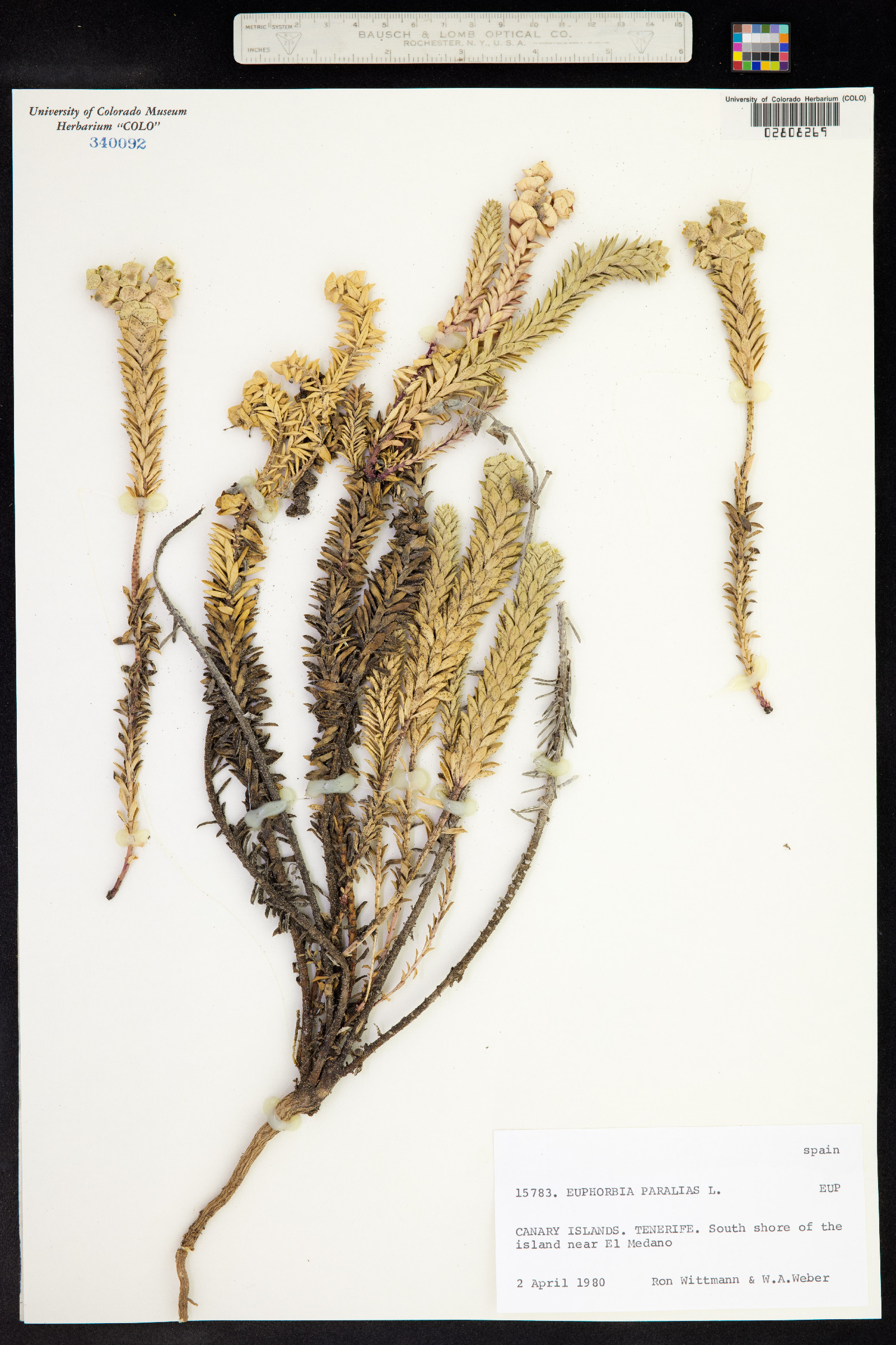 Euphorbia paralias image