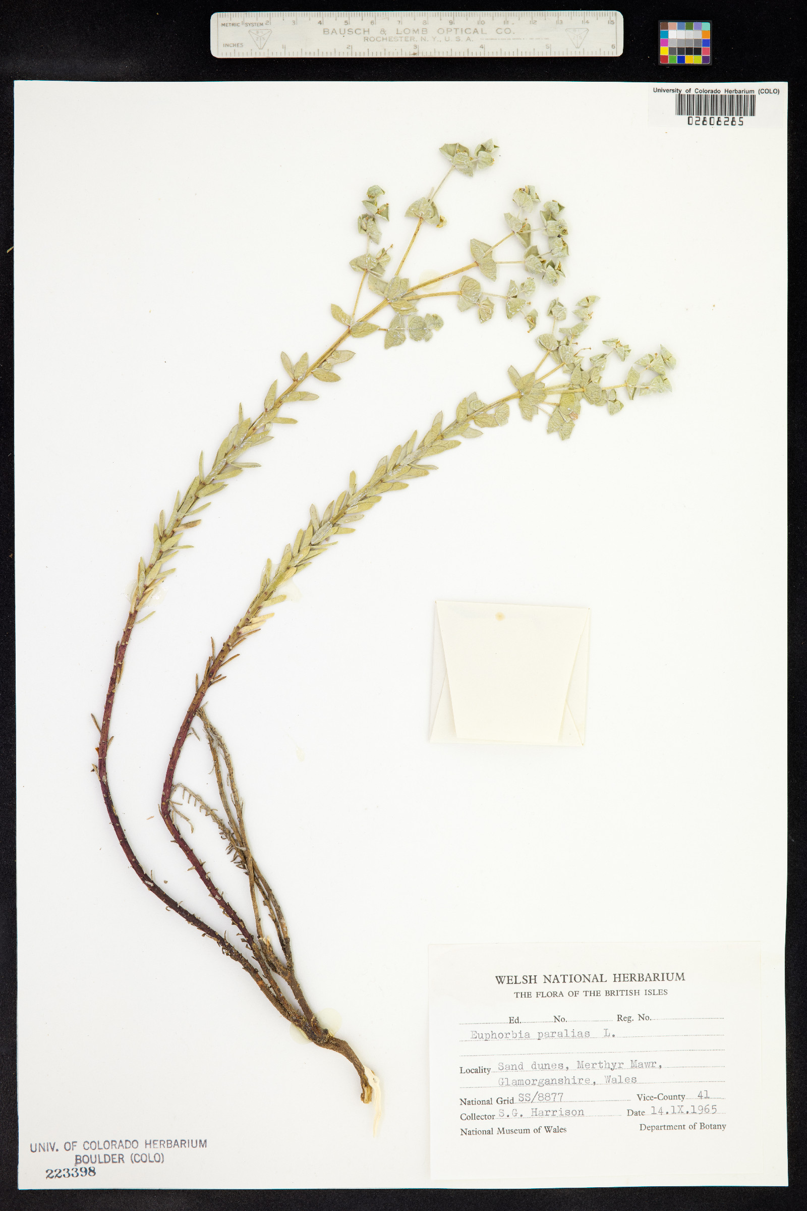 Euphorbia paralias image
