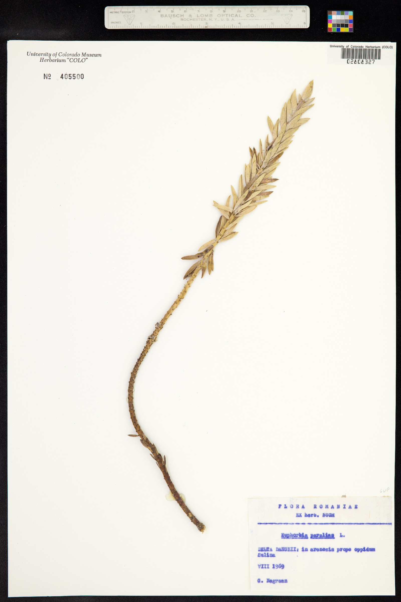 Euphorbia paralias image