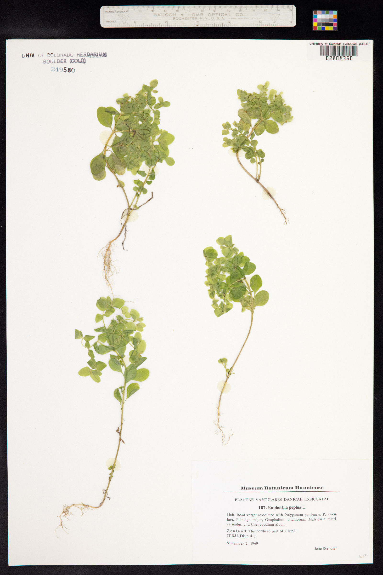 Euphorbia peplus image