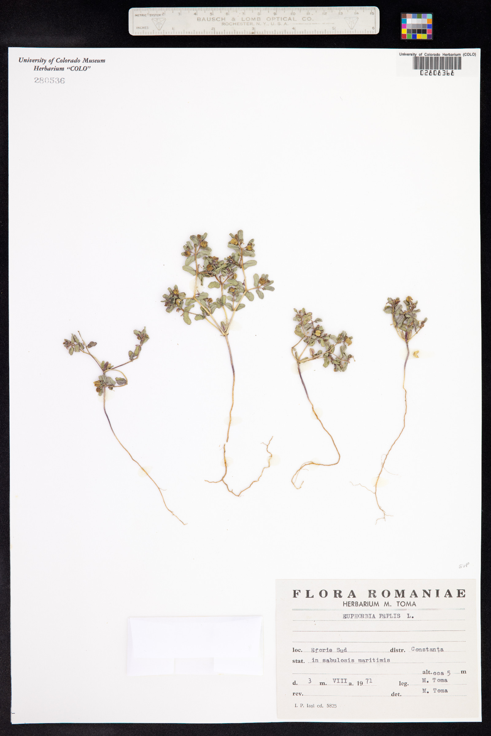 Euphorbia peplus image