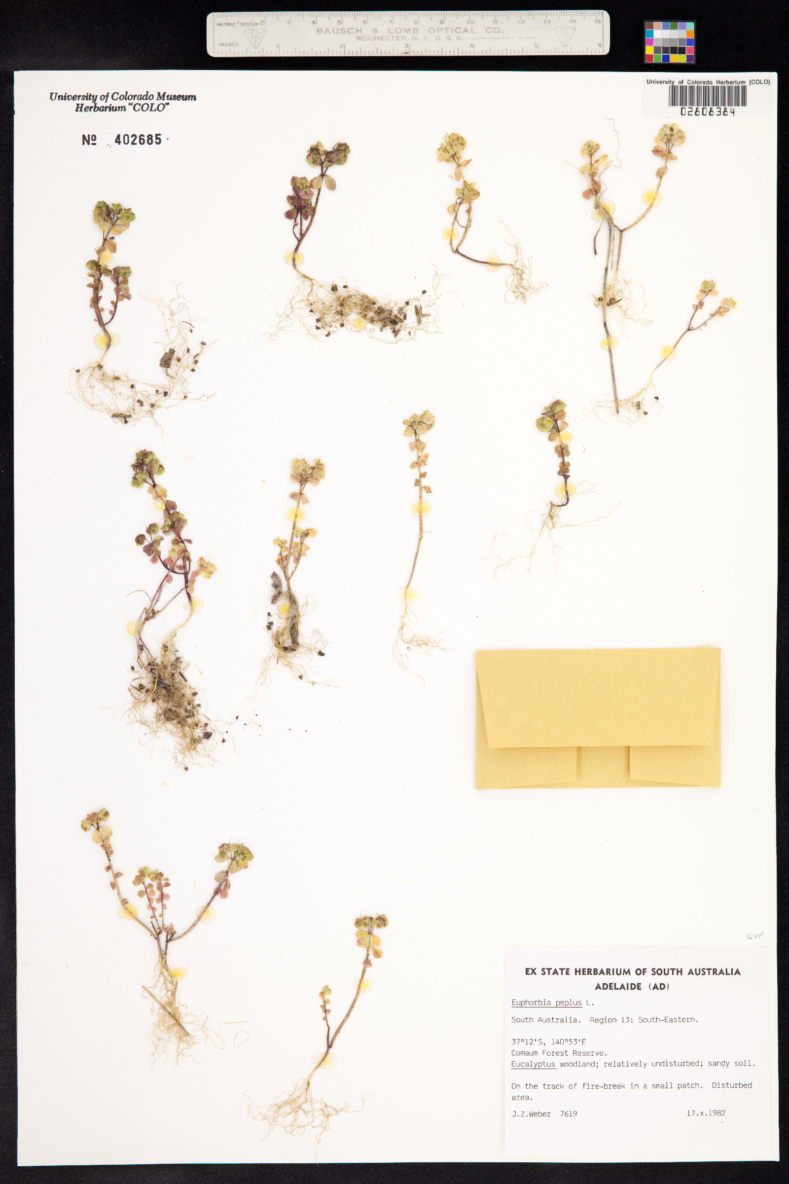Euphorbia peplus image