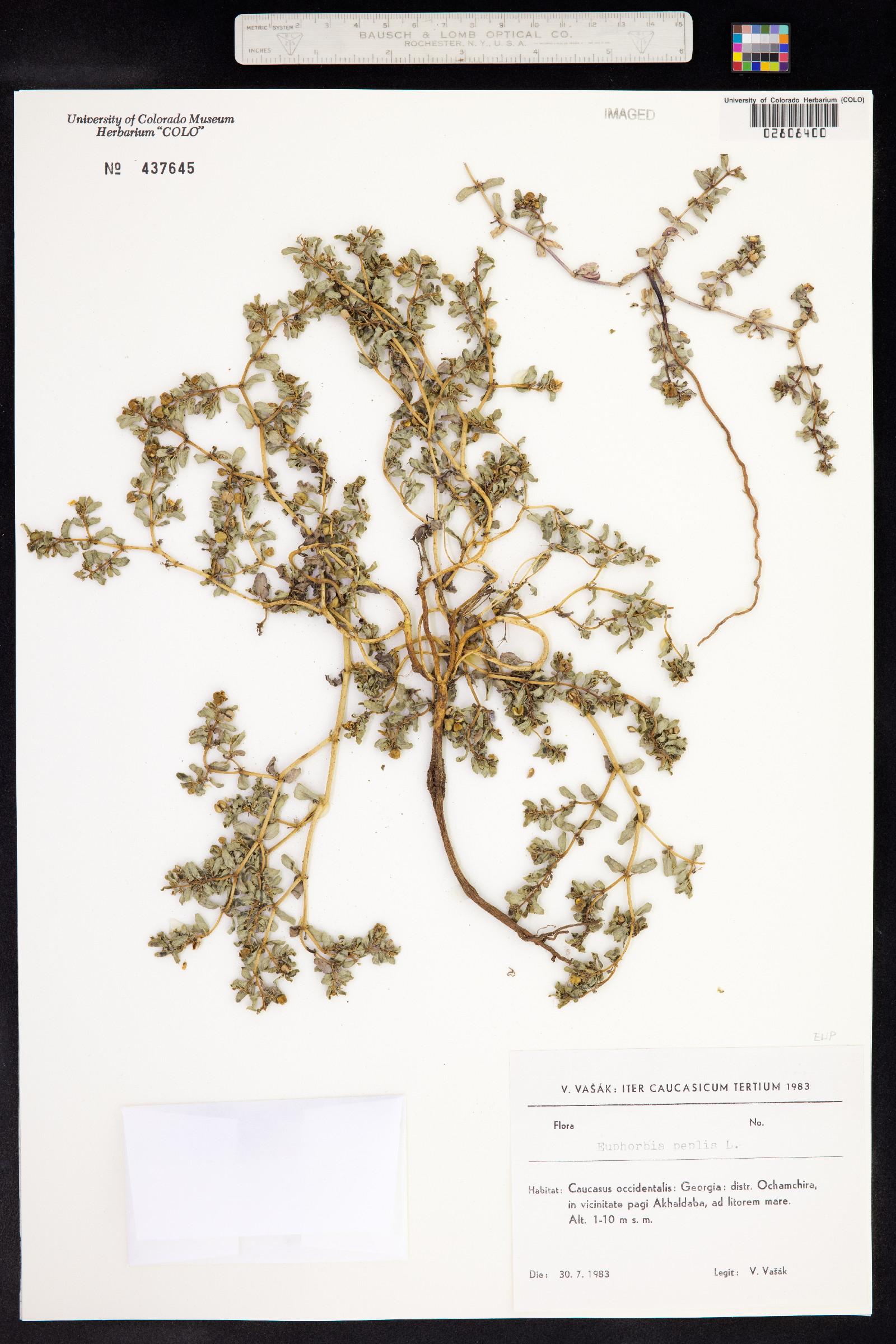 Euphorbia peplus image