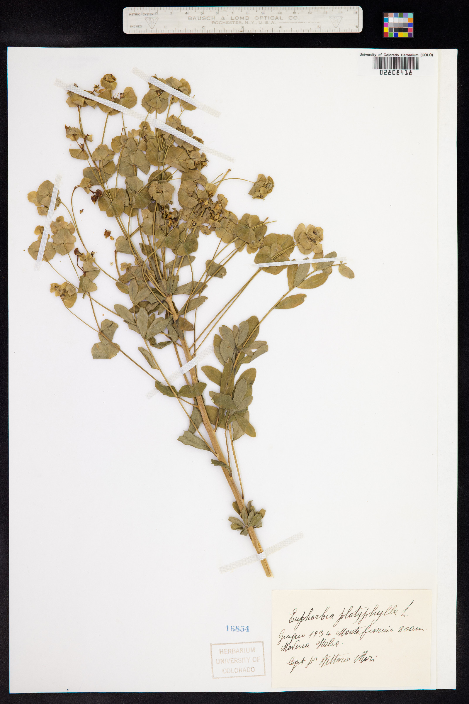 Euphorbia platyphyllos image