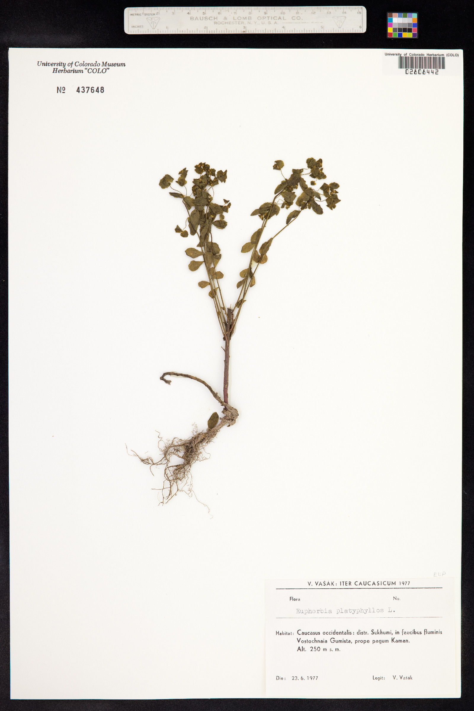 Euphorbia platyphyllos image