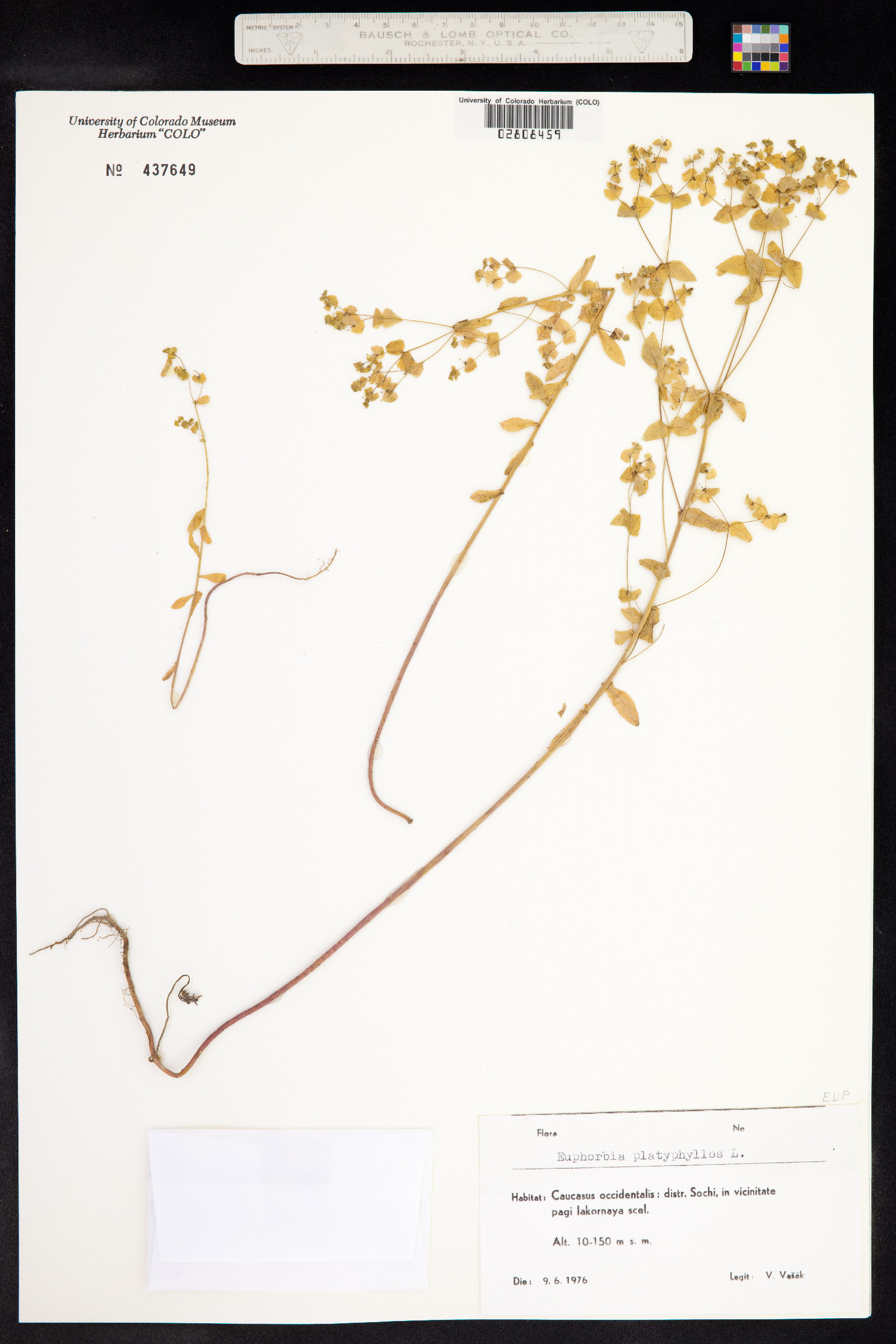 Euphorbia platyphyllos image