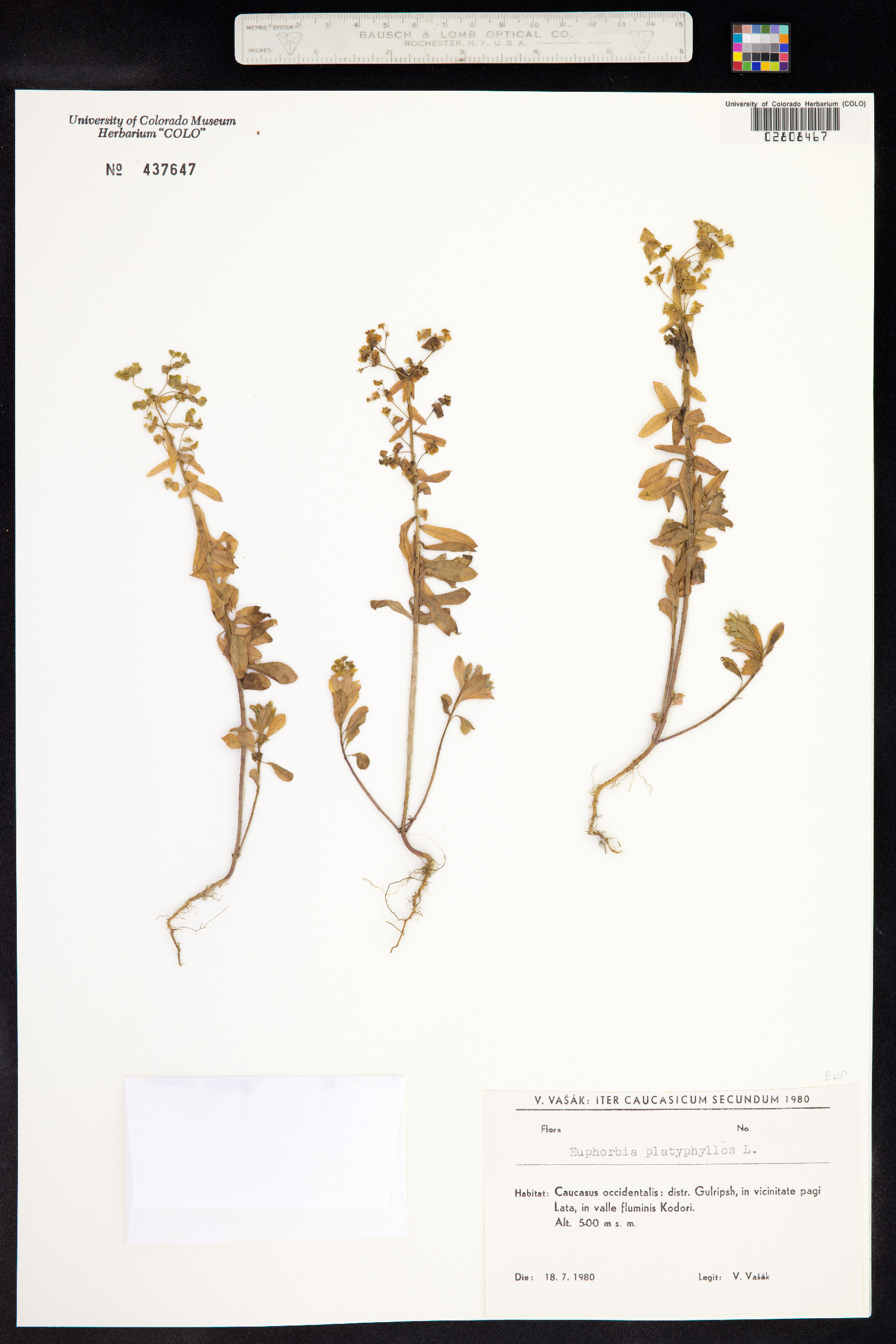 Euphorbia platyphyllos image