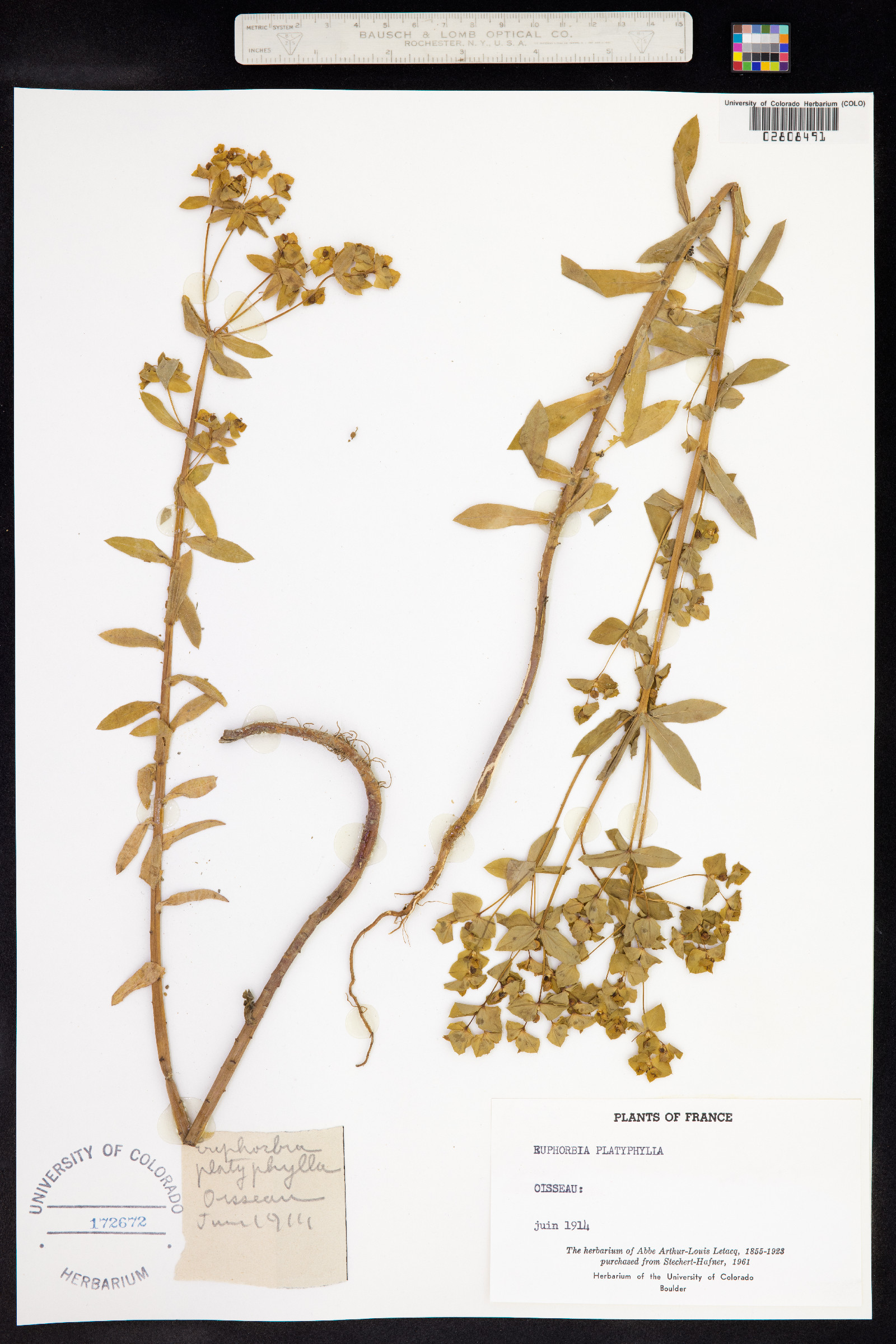 Euphorbia platyphyllos image
