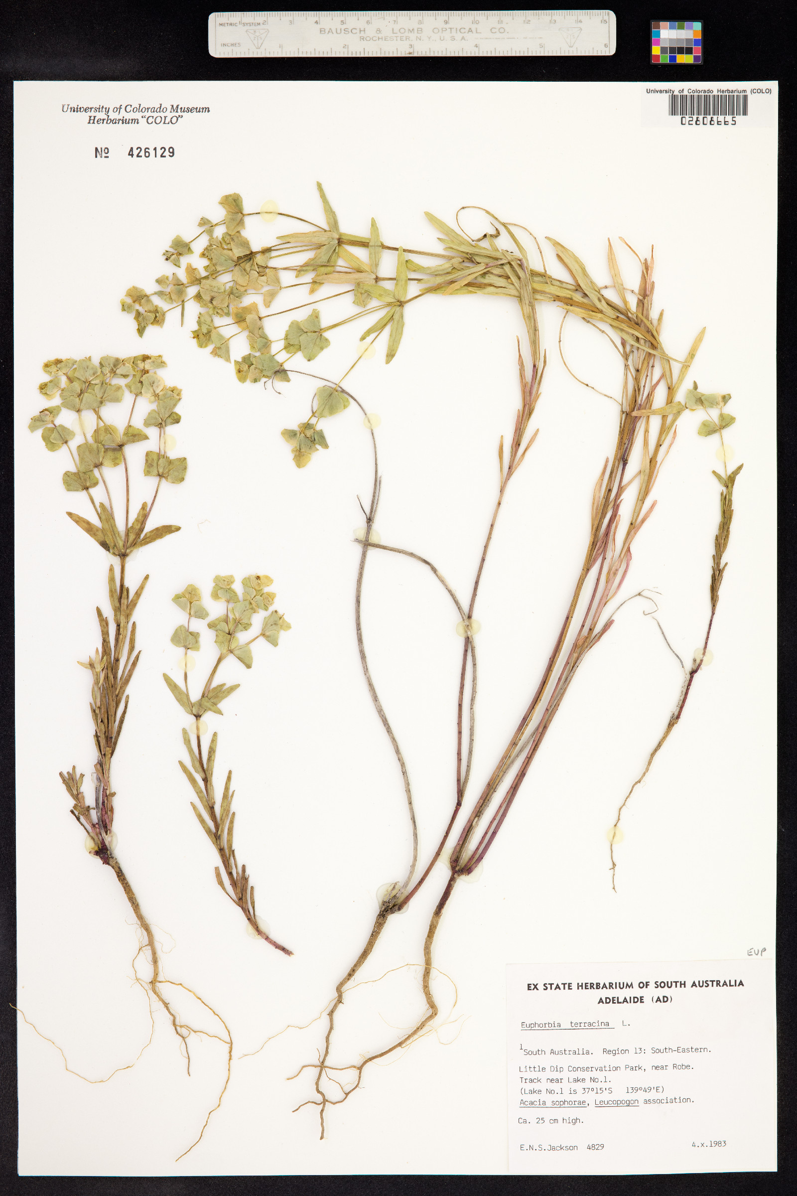 Euphorbia terracina image