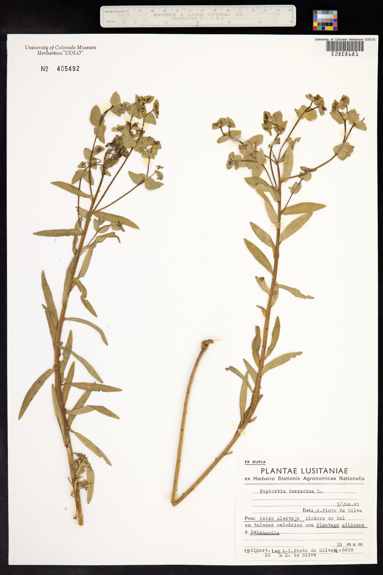 Euphorbia terracina image