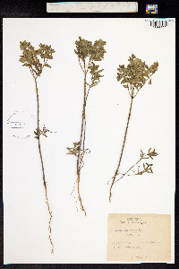 Image of Euphorbia terracina