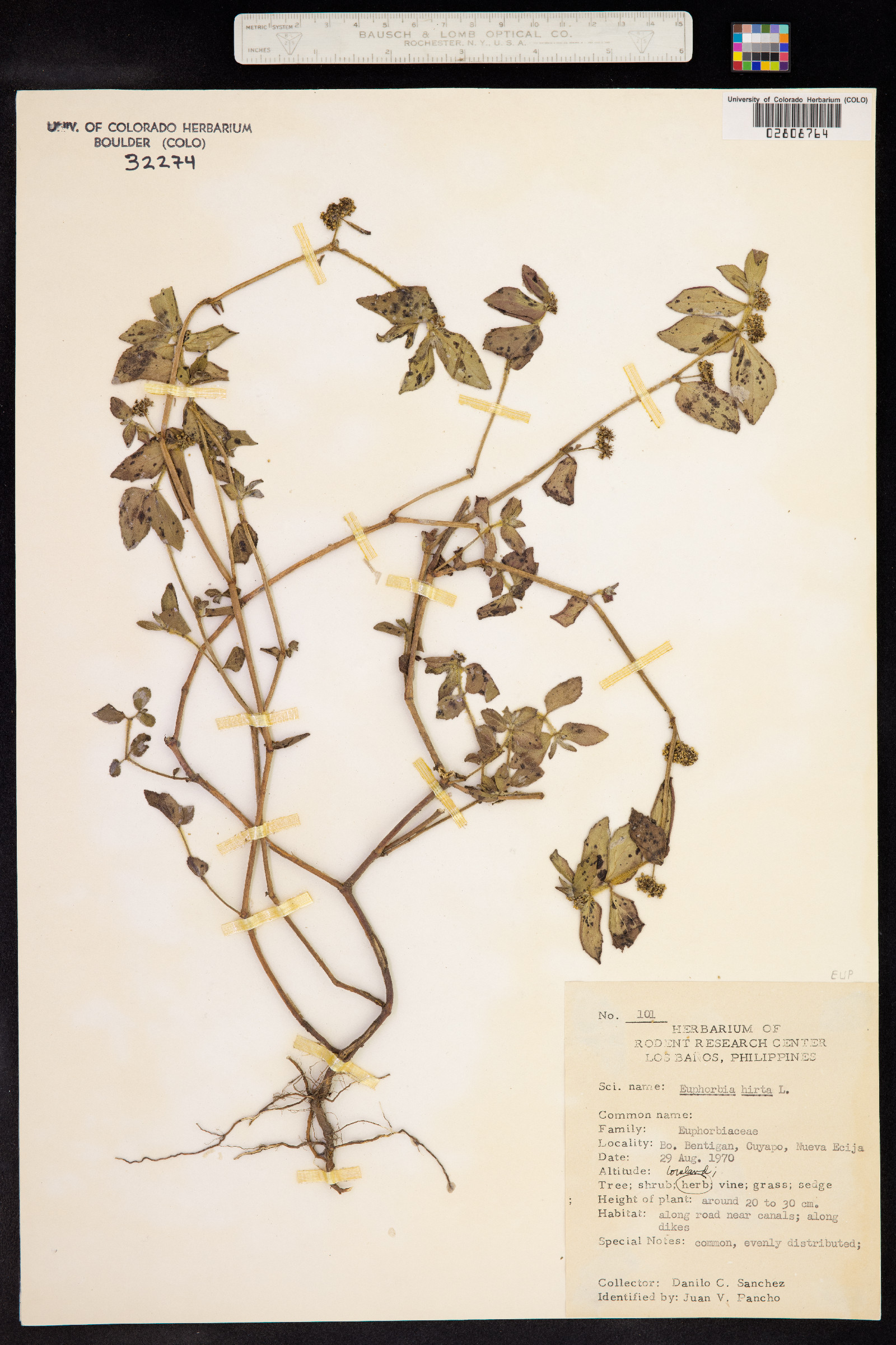 Euphorbia hirta image
