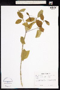 Euphorbia graminea image