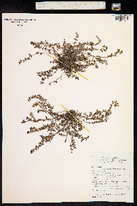 Euphorbia prostrata image