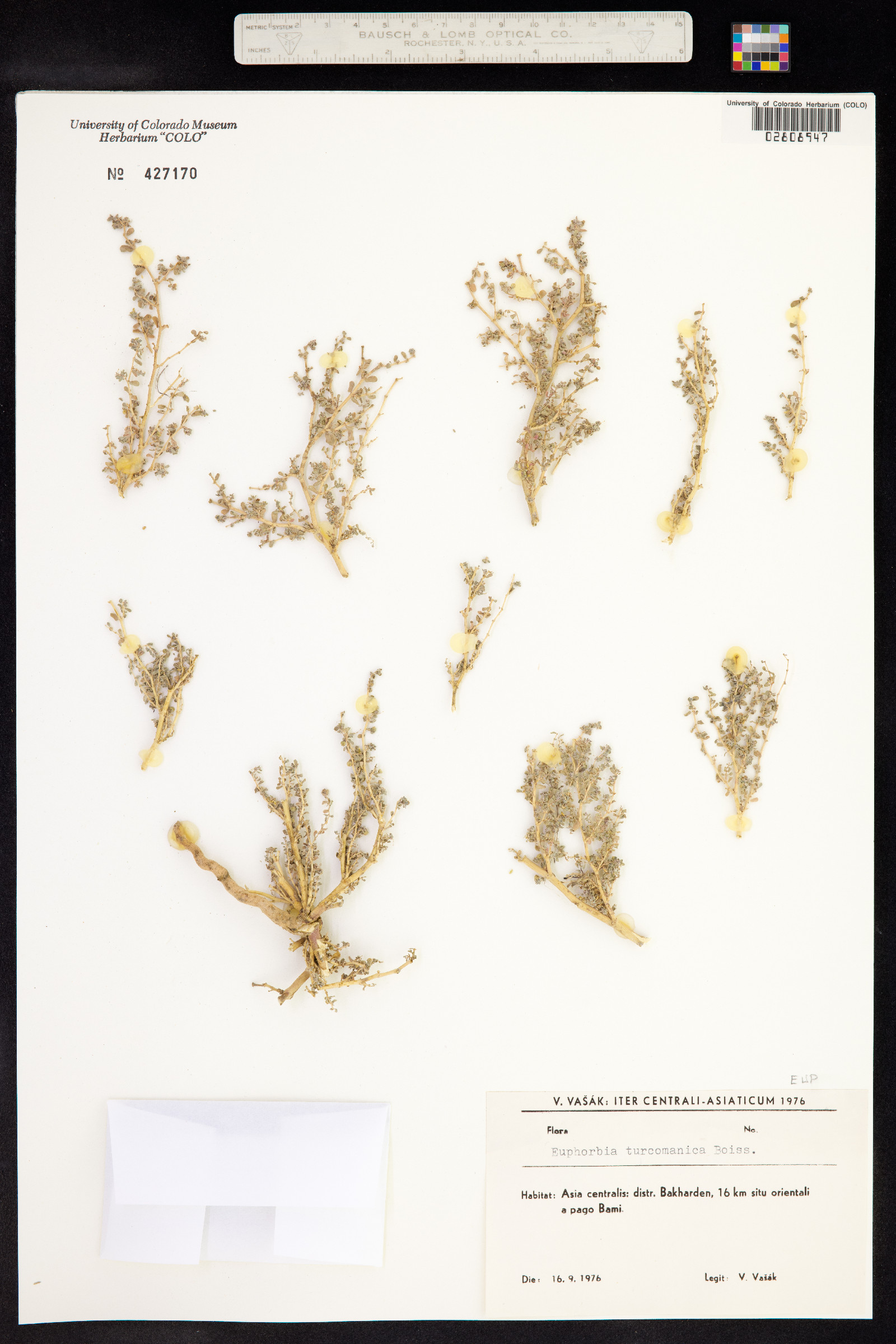 Euphorbia turcomanica image