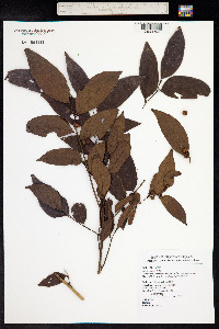 Glochidion zeylanicum image