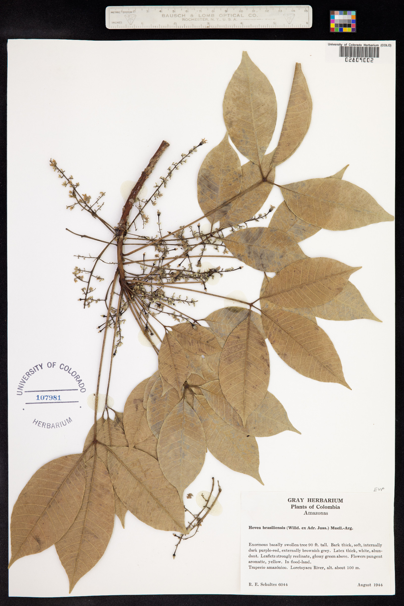 Hevea brasiliensis image
