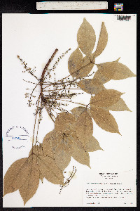 Hevea brasiliensis image