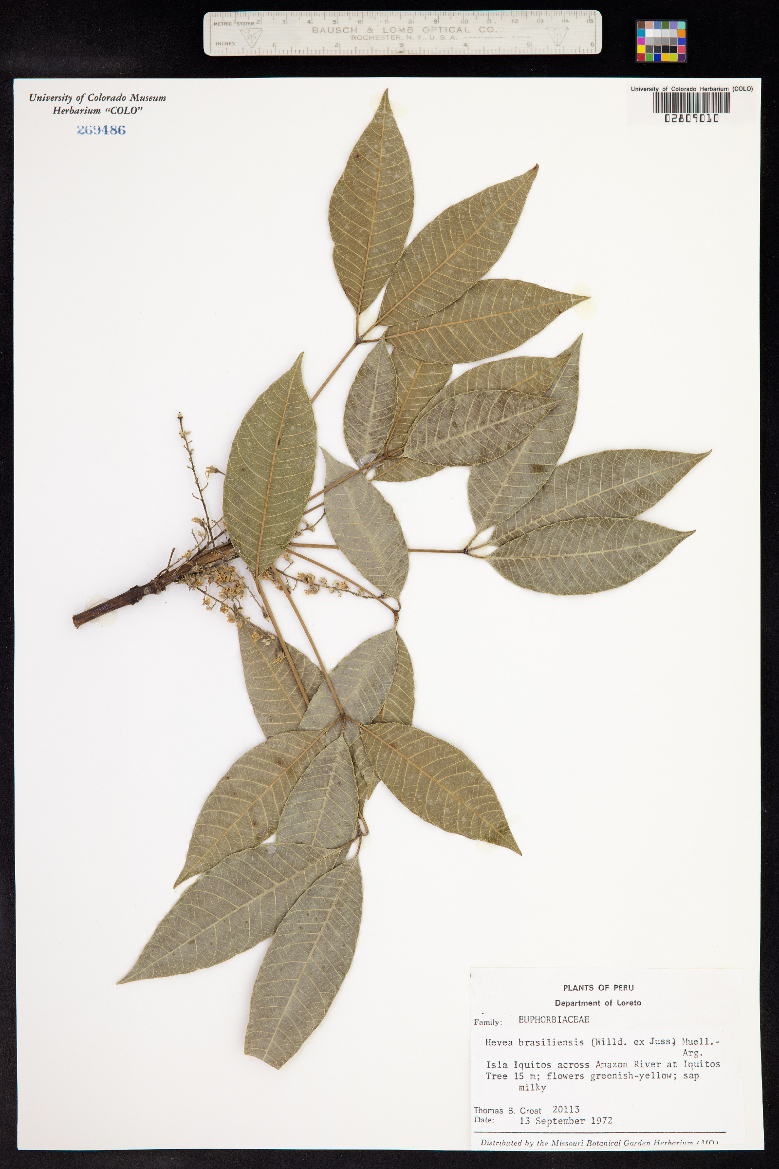Hevea brasiliensis image