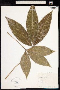 Hevea brasiliensis image