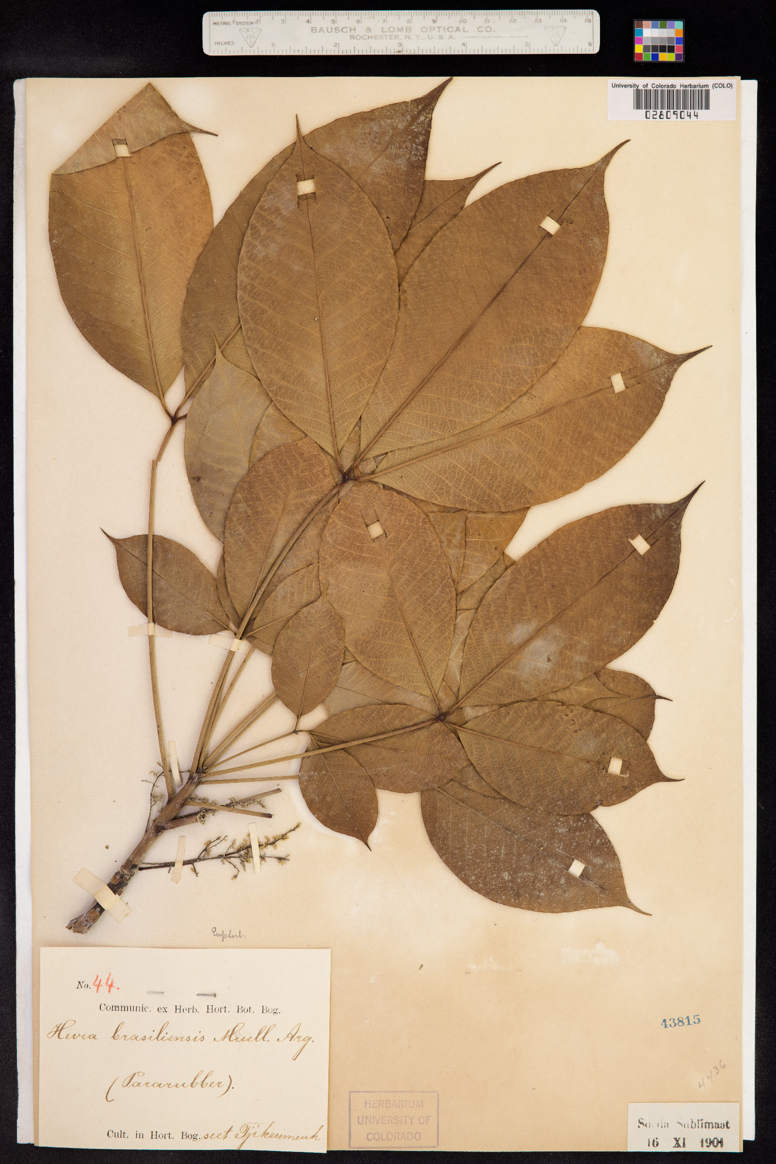Hevea image