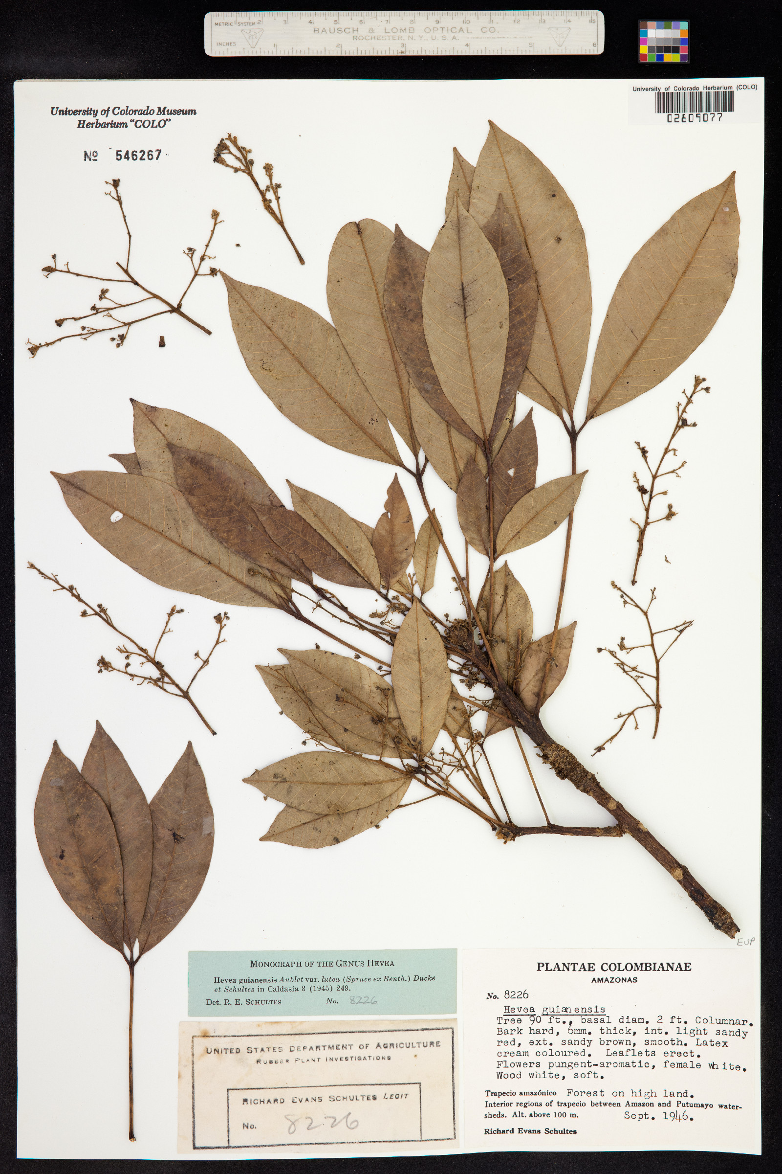 Hevea guianensis image