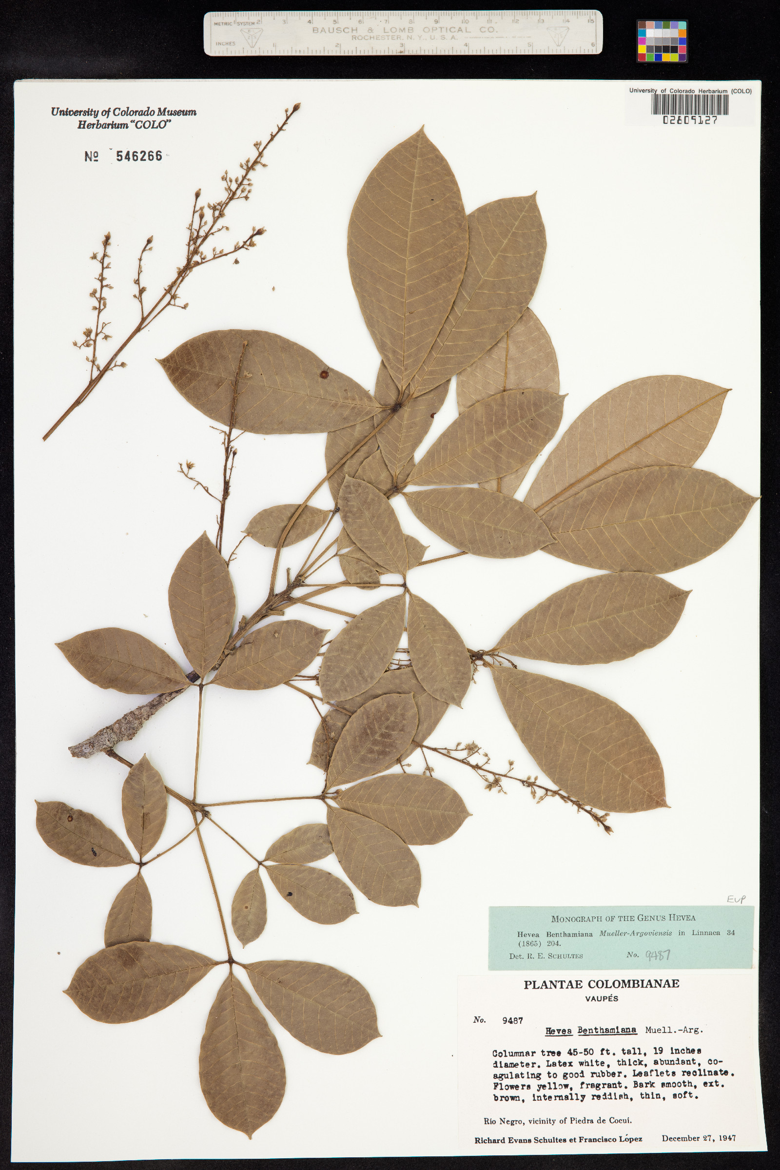 Hevea benthamiana image