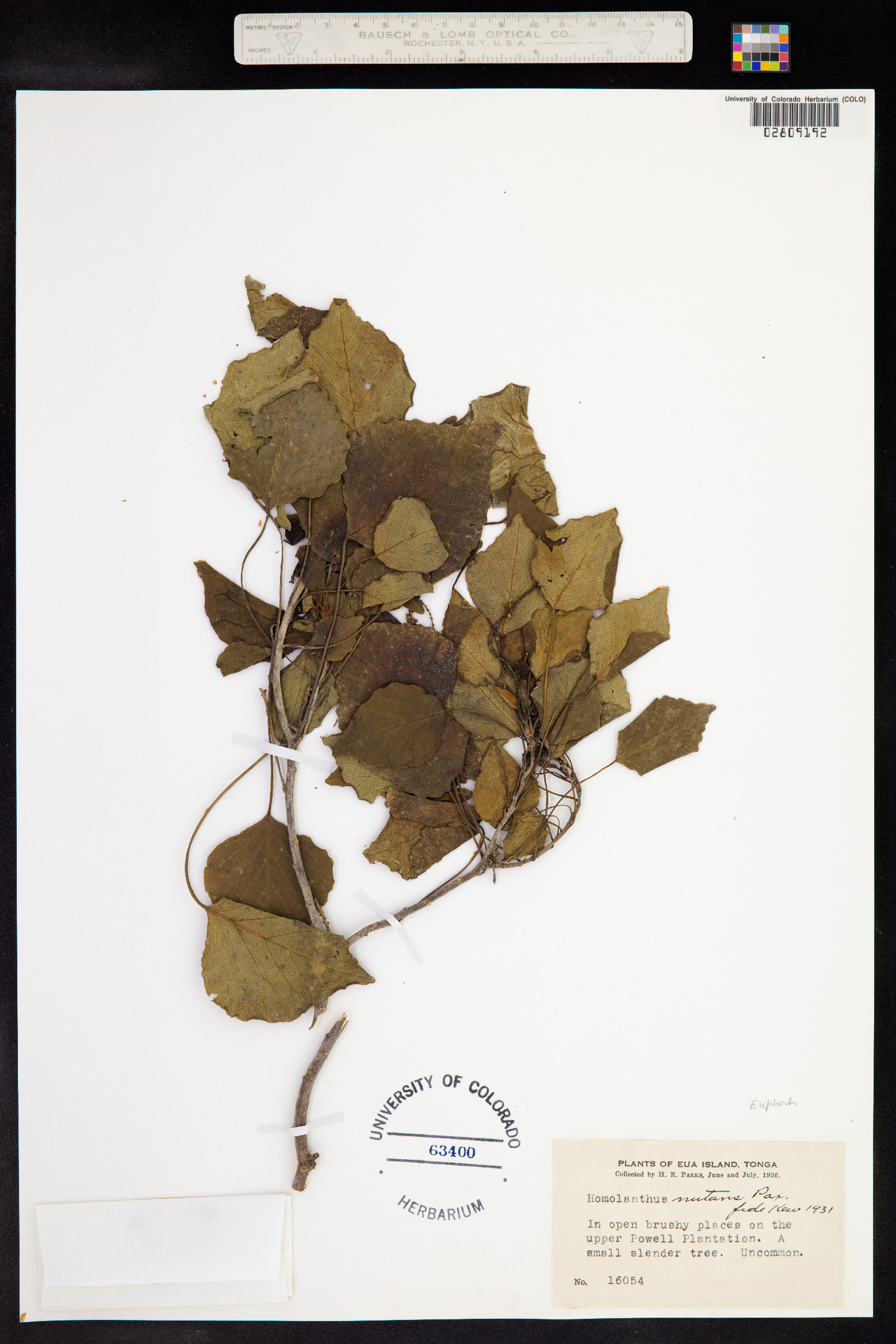 Homalanthus nutans image