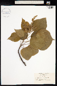 Mallotus japonicus image