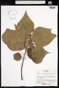 Mallotus japonicus image