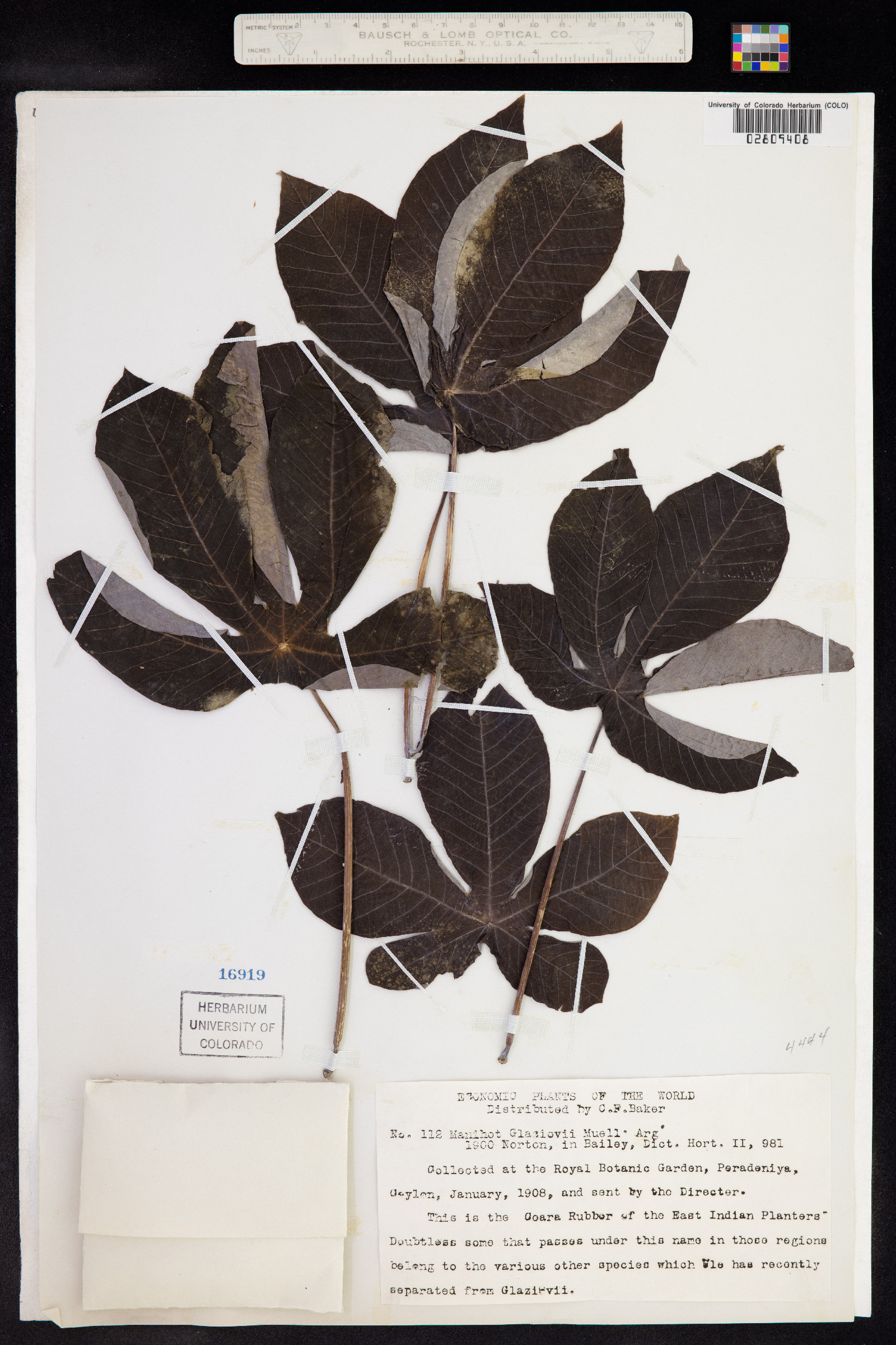 Manihot glaziovii image