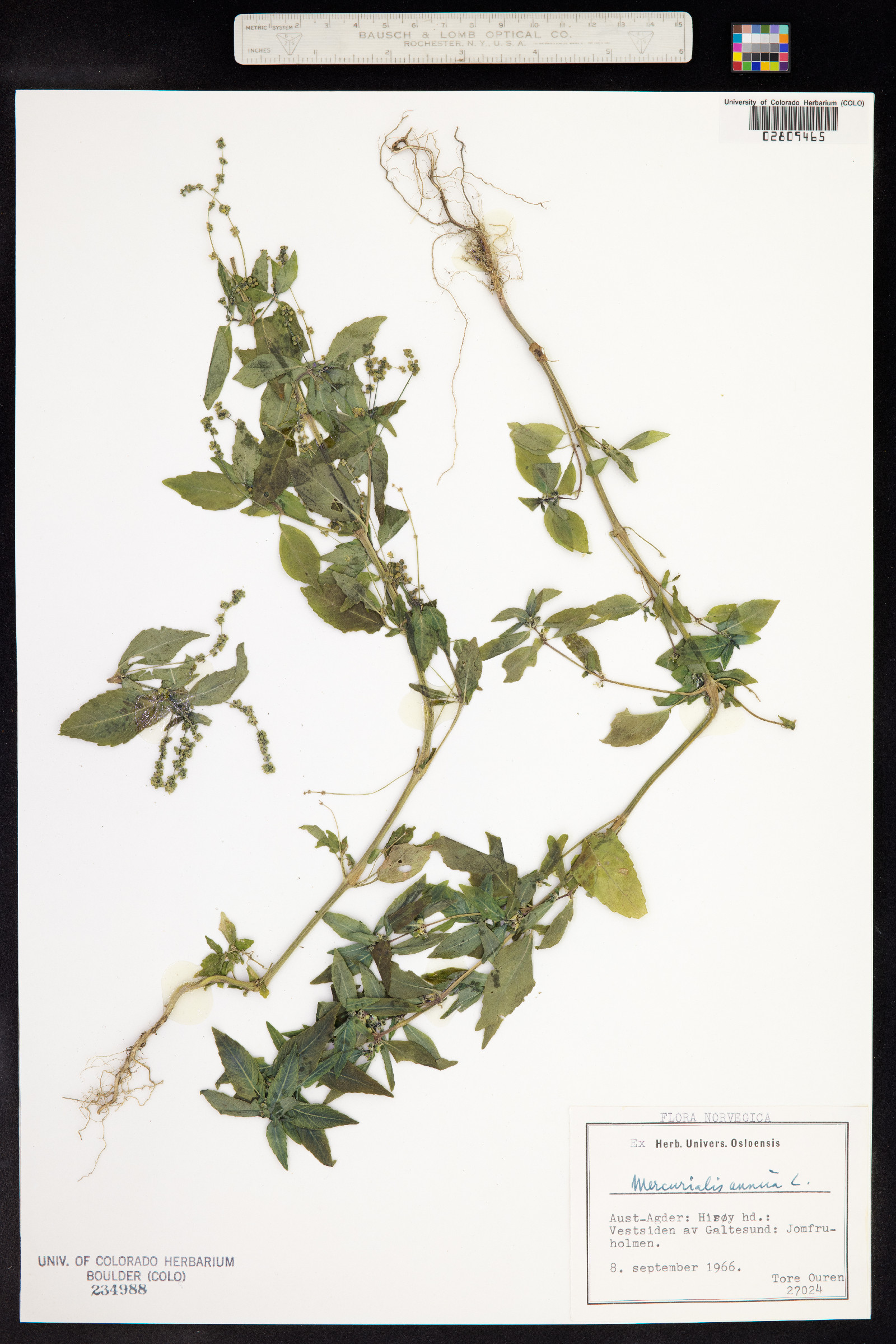 Mercurialis annua image