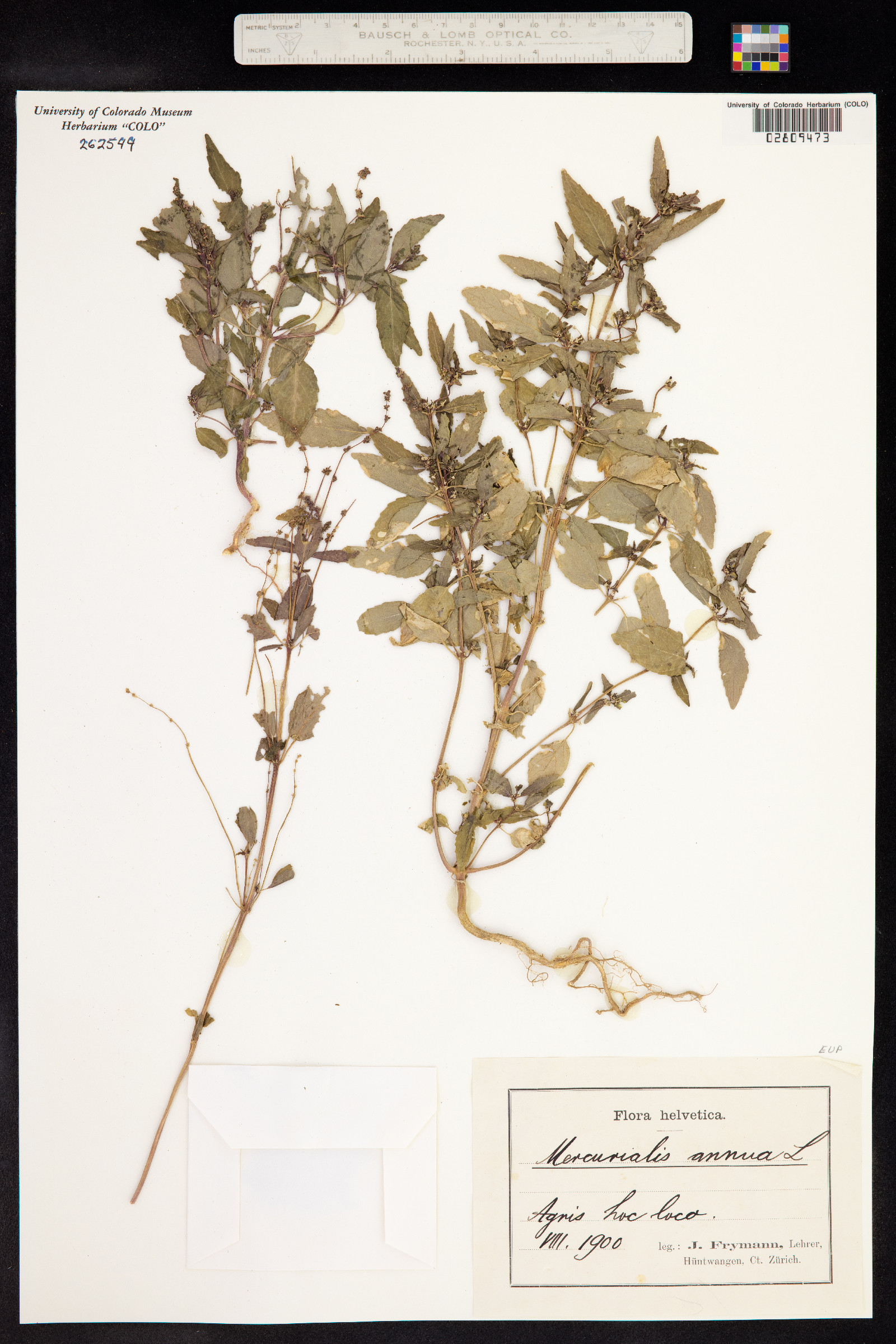 Mercurialis annua image