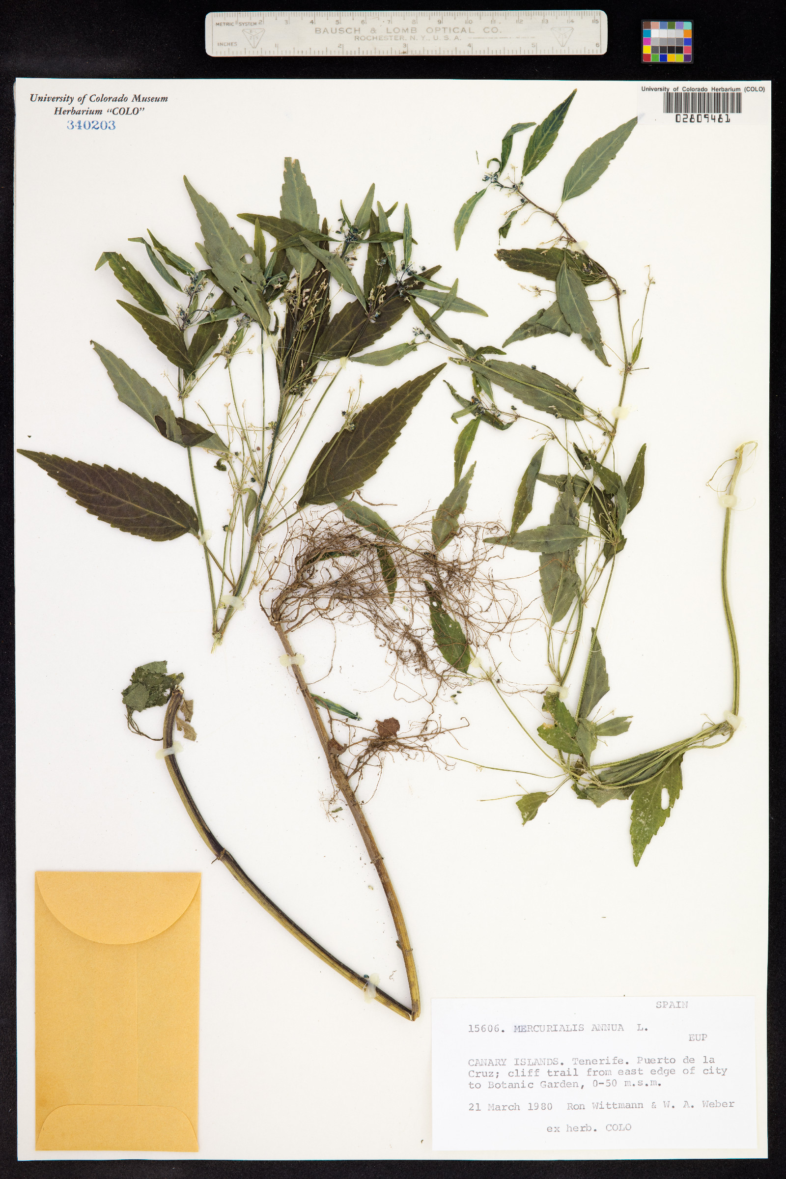 Mercurialis annua image