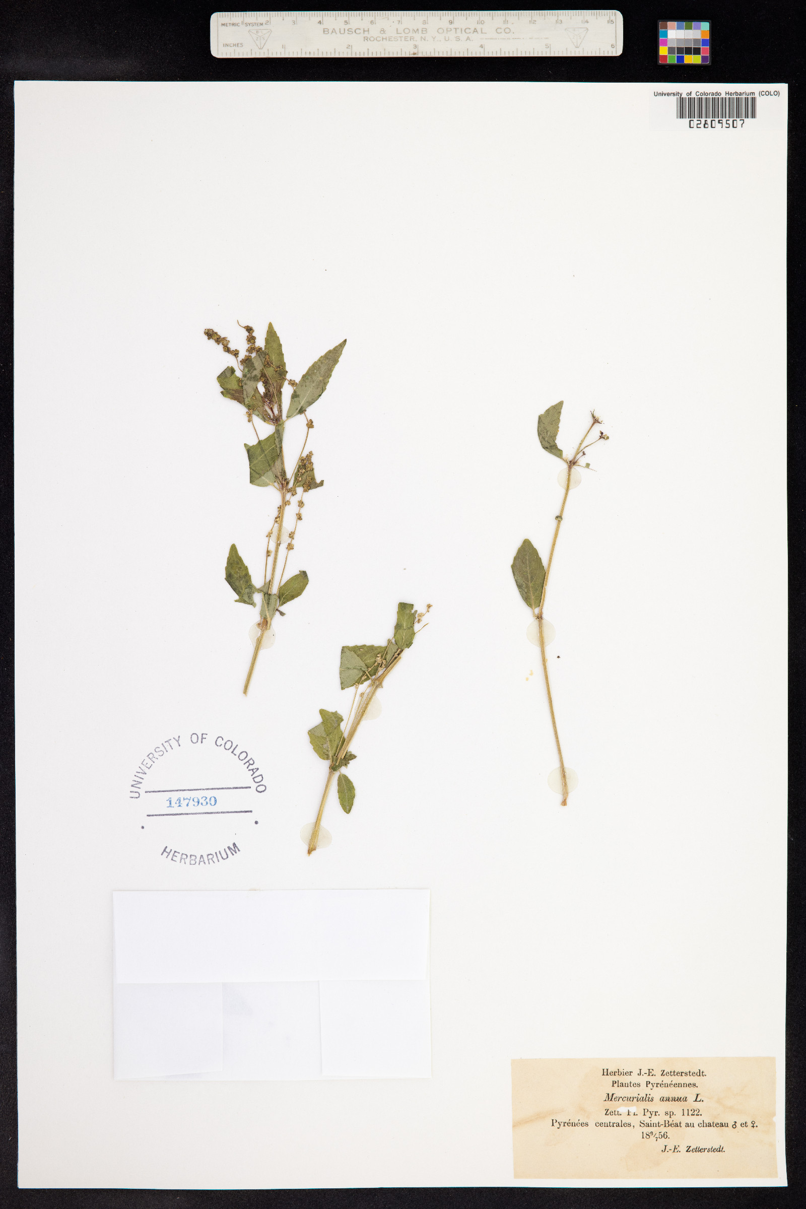 Mercurialis annua image