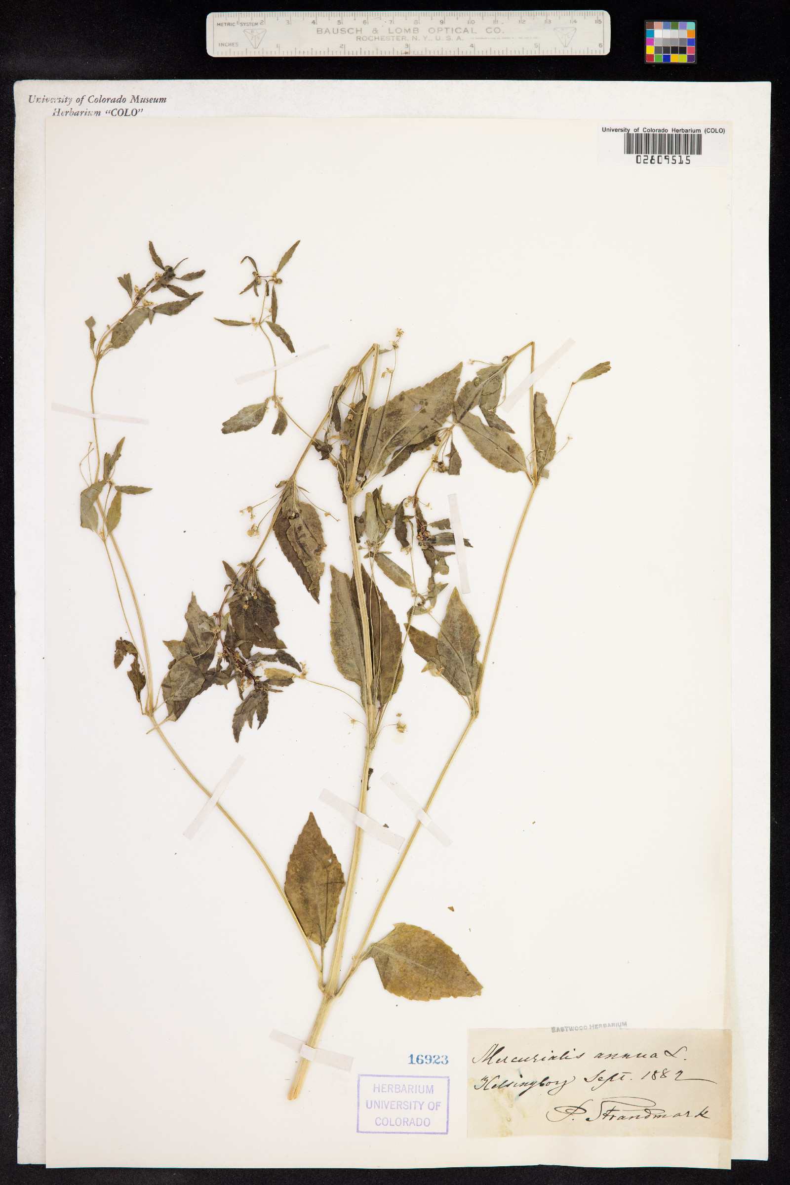 Mercurialis annua image