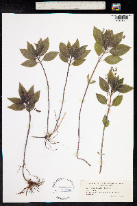 Mercurialis perennis image