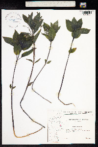 Mercurialis perennis image