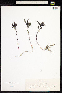 Mercurialis perennis image