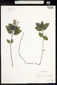 Mercurialis perennis image