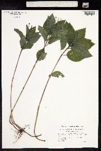 Mercurialis perennis image