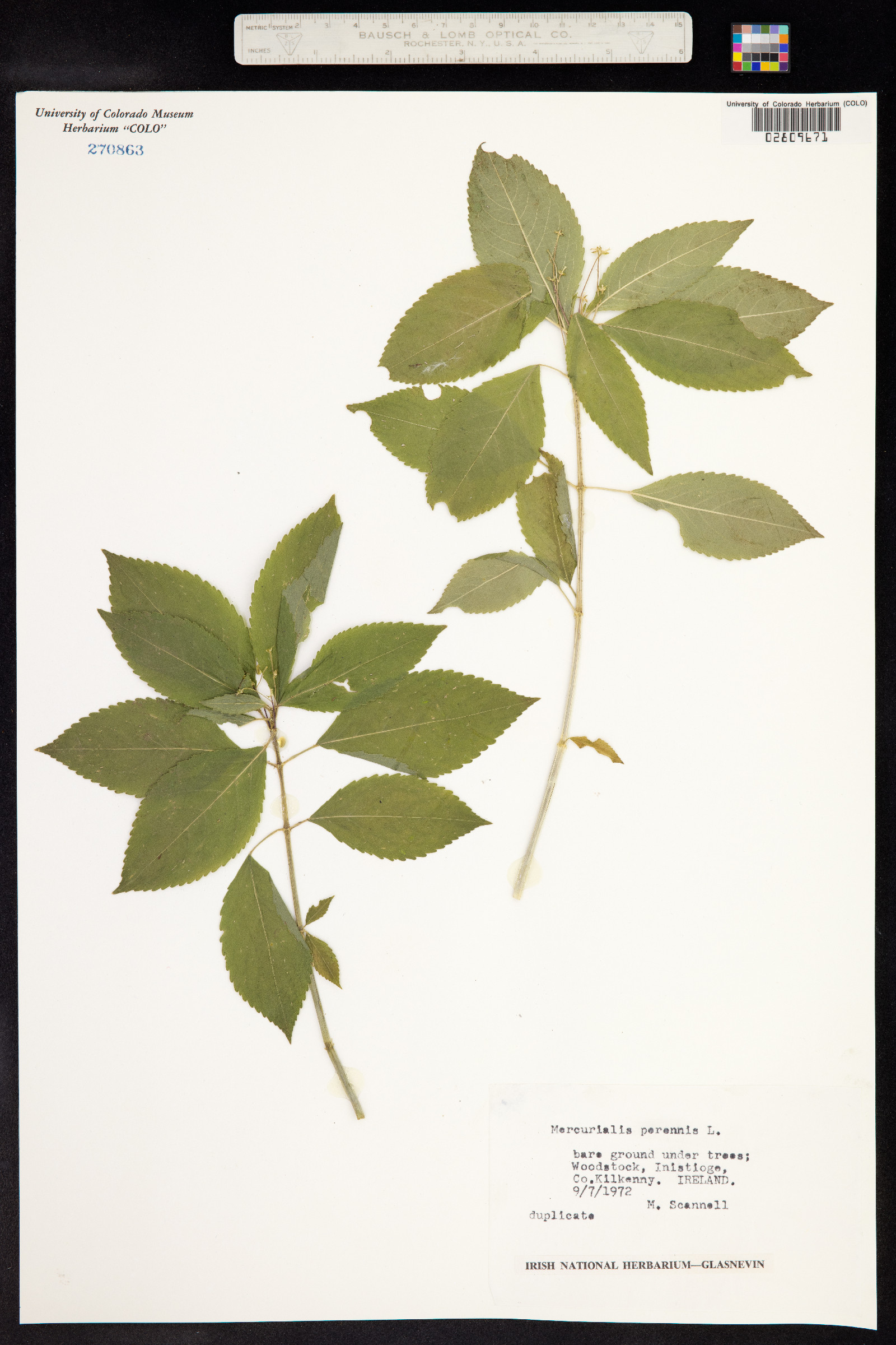 Mercurialis perennis image