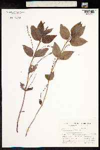 Mercurialis perennis image